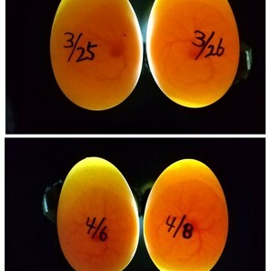 カユーガダック(アヒル)の食用有精卵3個セット(コールダックも産卵中)の画像4