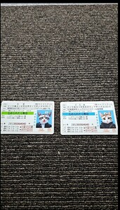 なめ猫 免許証 又吉 どら吉