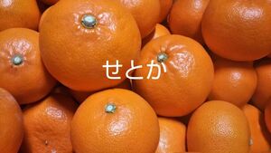 愛媛県中島産せとか5キロ家庭用