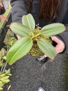 （食虫植物）Nepenthes erucoides(Mt.Redondo Dinagat)OF　ネペンテス　エルコイデス