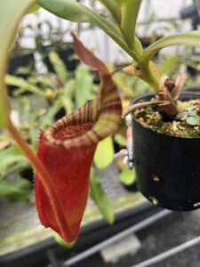 （食虫植物）Nepenthes veitchii akazukin x lowii x ventricosa red　ネペンテス　ビーチー