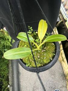 （食虫植物)Nepenthes macrophilla N5 2019.8.27