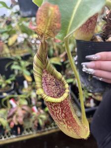 （食虫植物)Nepenthes maxima wavy x maxima Souma