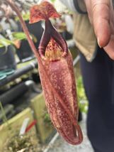 （食虫植物）Nepenthes peltata No4 ネペンテス　ペルタータ_画像1