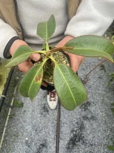 （食虫植物）Nepenthes erucoides (Mt.Redondo Dinagat)OF　ネペンテス　エルコイデス