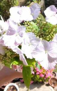 紫陽花スプリングエンジェル品種　真冬アジサイ四季咲き性