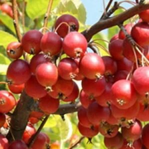 ミニりんご苗　果樹苗　家庭菜園　果樹苗 