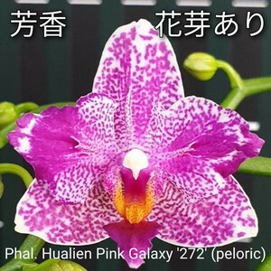 花芽あり2本立 芳香品種 Phal. Hualien Pink Galaxy '272' (peloric) ファレノプシス ホワリェン ピンクギャラクシー272
