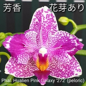 花芽あり2本立 芳香品種 Phal. Hualien Pink Galaxy '272' (peloric) ファレノプシス ホワリェン ピンクギャラクシー272の画像1