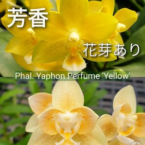 花芽あり 芳香品種 Phal. Yaphon Perfume 'Yellow' ファレノプシス ヤフォンパフュームイエロー 胡蝶蘭 洋蘭の画像1