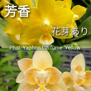 花芽あり 芳香品種 Phal. Yaphon Perfume 'Yellow' ファレノプシス ヤフォンパフュームイエロー 胡蝶蘭 洋蘭