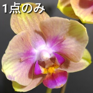 花芽 子株あり Phal. Little Orange (peloric) ファレノプシス リトルオレンジ 胡蝶蘭 洋蘭 