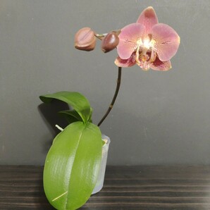 花芽あり Phal. Leco Fantastic 'Ll045-2' ファレノプシス レコ ファンタスティック'Ll045-2' 胡蝶蘭 洋蘭の画像2