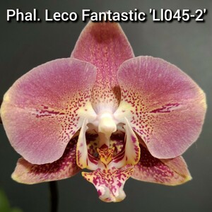 花芽あり Phal. Leco Fantastic 'Ll045-2' ファレノプシス レコ ファンタスティック'Ll045-2' 胡蝶蘭 洋蘭