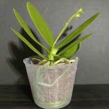 花芽あり 芳香品種 Phal. Purple Martin var. blue ファレノプシス パープルマーティン 青色変種 胡蝶蘭 洋蘭_画像3