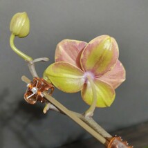 開花中 Phal. Fangmei Sweet '1456' ファレノプシス ファンメイスイート'1456' 胡蝶蘭 洋蘭 洋ラン_画像7