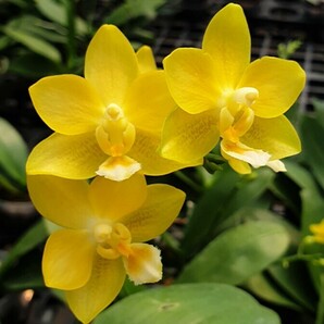 花芽あり 芳香品種 Phal. Yaphon Perfume 'Yellow' ファレノプシス ヤフォンパフュームイエロー 胡蝶蘭 洋蘭の画像5