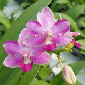 花芽あり 芳香 Phal. Yaphon Apairof Moustaches '644' ファレノプシス アペアロフ ムスターシュ644 胡蝶蘭 洋蘭の画像4