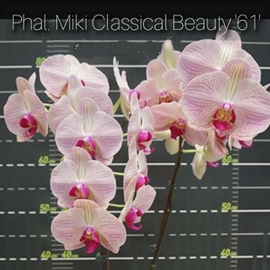 Phal. Miki Classical Beauty '61' ファレノプシス ミキ クラシカル ビューティー '61' 胡蝶蘭 洋ラン 交配種の画像1