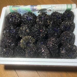 冷凍　ガンガゼウニ　52個エサ　石鯛釣り　激安　おすすめ　えさ