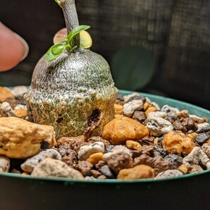 フォッケア エデュリス Fockea edulis 火星人 実生株 検) 塊根植物 コーデックス ガガイモ 多肉植物の画像3