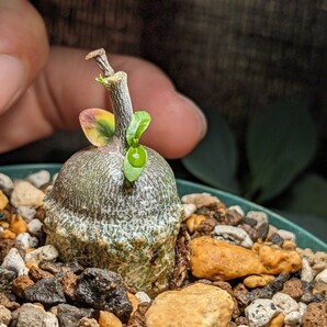 フォッケア エデュリス Fockea edulis 火星人 実生株 検) 塊根植物 コーデックス ガガイモ 多肉植物の画像1