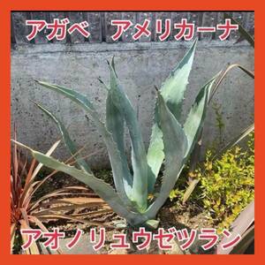 [ снижение цены ]21. агава голубой клей .uzetsu Ran America -na декоративное растение Driger ten. АО устрица .