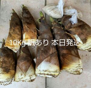 本日発送 訳あり茨城産たけのこ 筍 10キロ 無農薬 糠付