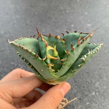 W244アガベ チタノタ 蟹 カニ Agave_画像4