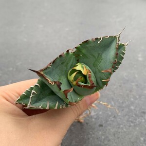 W263アガベ チタノタ 蟹 カニ Agave