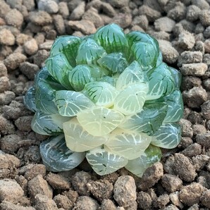 W330 実生氷灯オブツーサ錦 ハオルチア 多肉植物の画像1