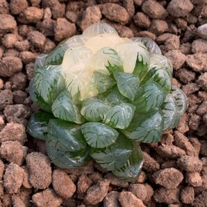 W330 実生氷灯オブツーサ錦 ハオルチア 多肉植物の画像4