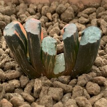 W614ハオルチア ハオルシア 玉扇錦 赤斑 多肉植物_画像3