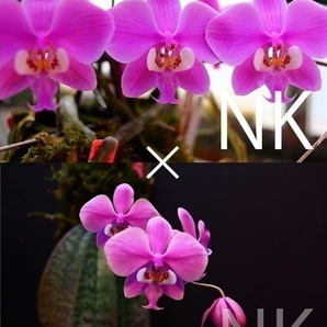 【NK】(P) Phal.schilleriana f.purpurea sib【洋蘭 ファレノプシス シレリアナ 胡蝶蘭】の画像1