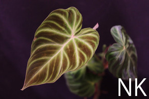【NK】海外愛好家の秘蔵個体 Philodendron verrucosum ’Isabela’ NK-21【フィロデンドロン アンスリウム】