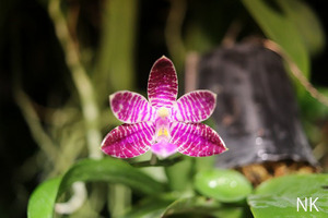 【NK】(Q21-1-b) Phal.lueddemanniana 自然種セレクト個体実生苗【洋蘭 原種 ファレノプシス 胡蝶蘭】