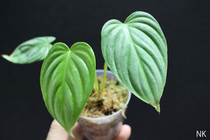 【NK】Philodendron pastazanum SILVER【フィロデンドロン アンスリウム】