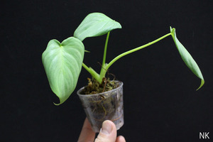 【NK】Philodendron pastazanum 'Super White'【フィロデンドロン アンスリウム】