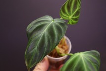 【NK】Philodendron verrucosuｍ Ilis【フィロデンドロン アンスリウム】_画像5