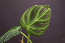 【NK】Philodendron verrucosuｍ Ilis【フィロデンドロン アンスリウム】_画像6