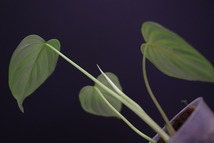 【NK】Philodendron pastazanum SILVER【フィロデンドロン アンスリウム】_画像7