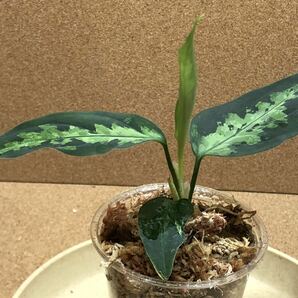 ①Aglaonema pictum/アグラオネマ ピクタム “緑四色” リュースーソー LA便 ネームド/超激レア/超希少、LAネームドの画像5