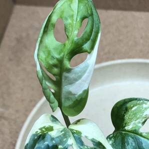 ②Monstera adansonii variegated モンステラ アダンソニー バリエガータ マドカズラ斑入り/白斑入り/超激レア/ハーフムーン/の画像7