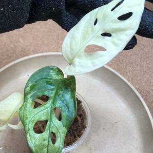 ⑥Monstera adansonii variegated モンステラ アダンソニー バリエガータ マドカズラ斑入り/白斑入り/超激レア/ハーフムーン/の画像2