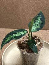 ①Aglaonema pictum/アグラオネマ ピクタム “緑四色”　リュースーソー　LA便　ネームド/超激レア/超希少、LAネームド_画像2