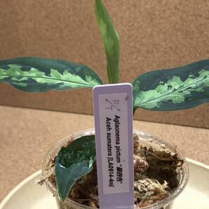 ①Aglaonema pictum/アグラオネマ ピクタム “緑四色” リュースーソー LA便 ネームド/超激レア/超希少、LAネームドの画像9