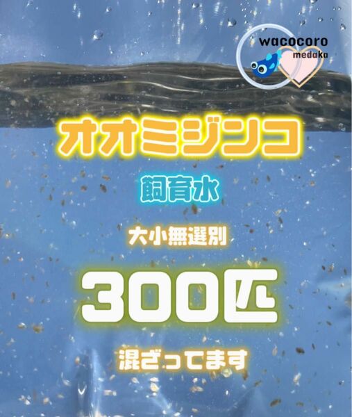 即決698円!! ☆ オオミジンコ飼育水300匹混ざってしまってます☆生クロレラ水付☆タマミジンコより培養簡単♪偽物多い注意です！