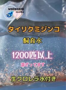 即決1099円☆タイリクミジンコ飼育水1200匹以上混ざってます☆生クロレラ水付☆タマミジンコより培養簡単♪