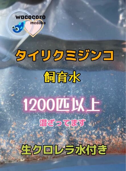 即決1099円☆タイリクミジンコ飼育水1200匹以上混ざってます☆生クロレラ水付☆タマミジンコより培養簡単♪