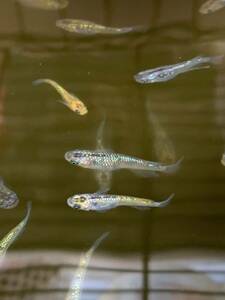 手渡し限定　夜桜メダカ　成魚3㎝以上　10匹